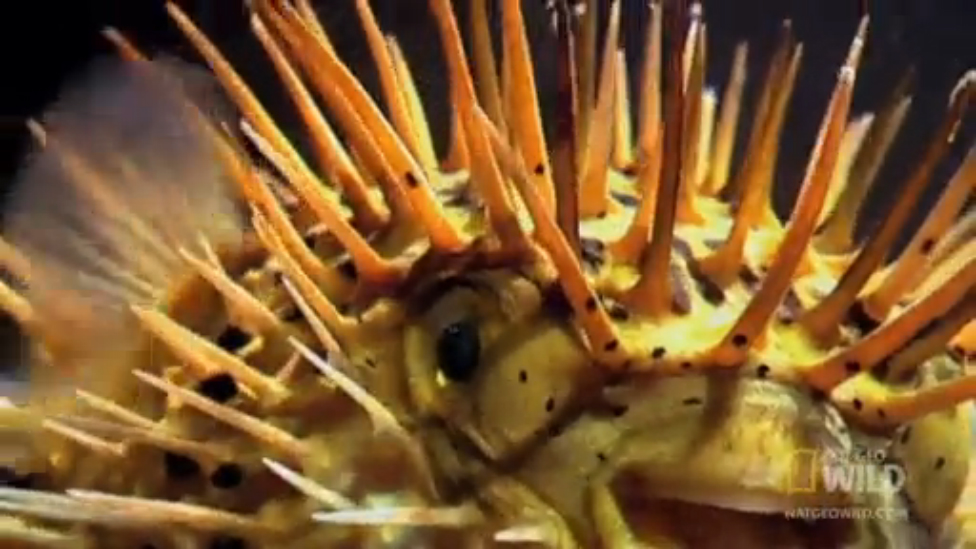 Иглобрюх, или рыба Фугу (лат. Tetraodon) смотреть онлайн