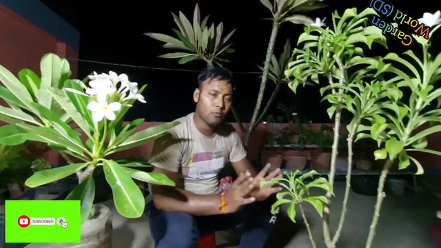 Champa/Plumeria Plant care & fertilizer#plumeria #champa #garden  #terracegarden #plants