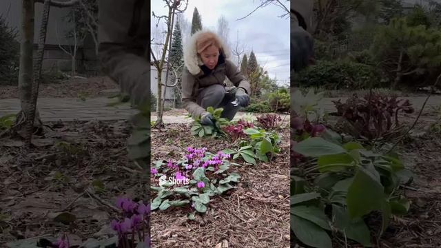 Обрезаем старые листья морозников #малоуходныйсад #морозники #сад #садовод #декоративныйсад #shorts