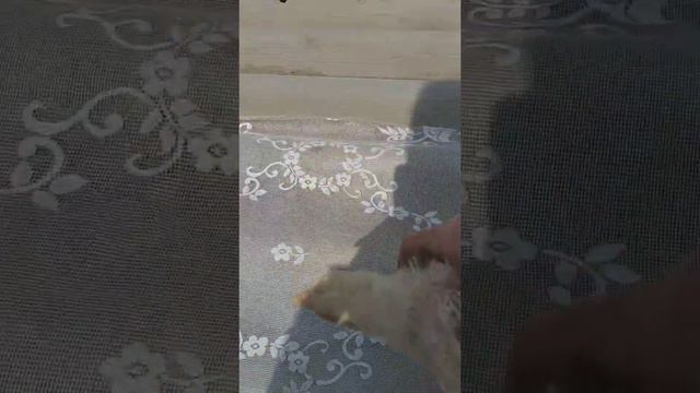 Бройлеры не растут,почти в 3 месяца весят 200-300 грамм. Подсунули брак! смотреть онлайн