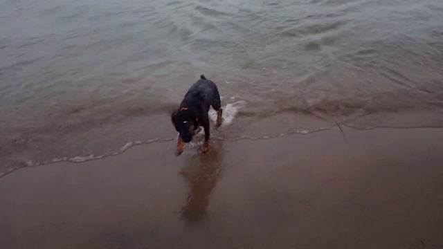 Ягдтерьер. Обычные дни Ягдтерьера.