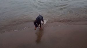 Ягдтерьер. Обычные дни Ягдтерьера.