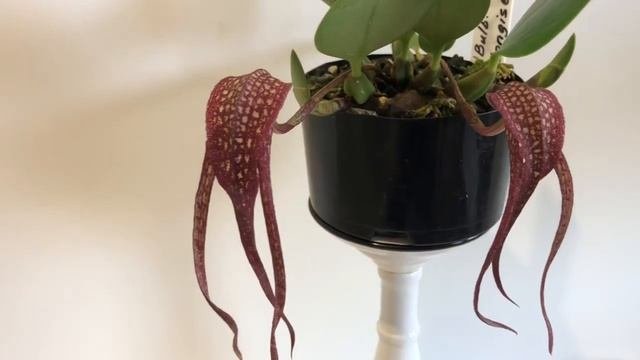 Bulbophyllum Longisepalum цветение и уход