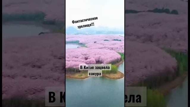 Просто красиво #весело #сакура #красиво #природа #приколы #цветы #длядуши