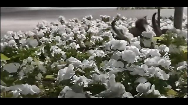 Funny playful kittens watched by their mother playing on a Petunia flower bed on a Mothers Day