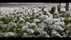 Funny playful kittens watched by their mother playing on a Petunia flower bed on a Mother's Day