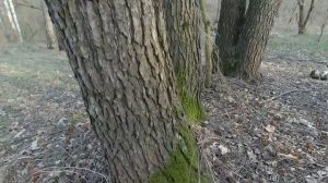 СКОЛЬКО ДЖОУЛЕЙ из пневматики ДОЛЕТИТ до 50 МЕТРОВ?