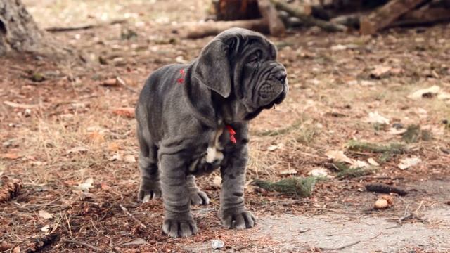 Щенки Мастино Наполетано питомника Santa House Feldman смотреть онлайн