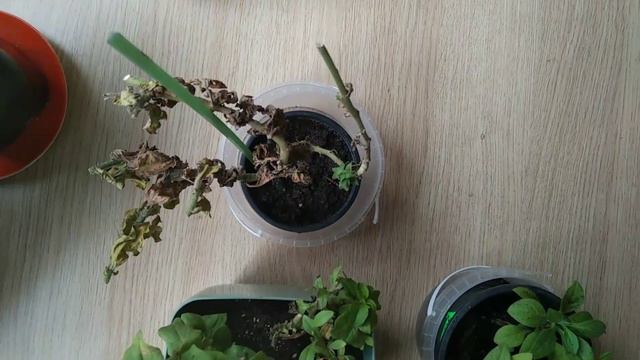 Петуния калибрахоа сентябрь 2019 г.