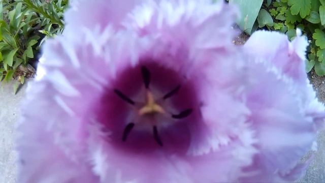 Шикарные тюльпаны фиолетового цвета с необычными лепестками смотреть онлайн