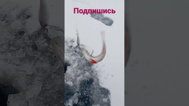 Начало Зимнего сезона рыбалки ?Рыбы валом#shorts #catchingfish #fishing #рыбалка #природа #окунь