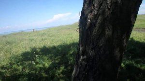 08-10 Ориентирование по отдельно стоящему дереву