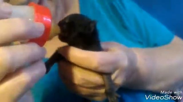 Новорожденный котёнок смотреть онлайн