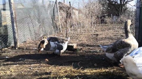 ХОЛМОГОРСКИЕ ГУСИ, ГУСИ ХОЛМОГОРЫ! Встреча спустя 2,5месяца?