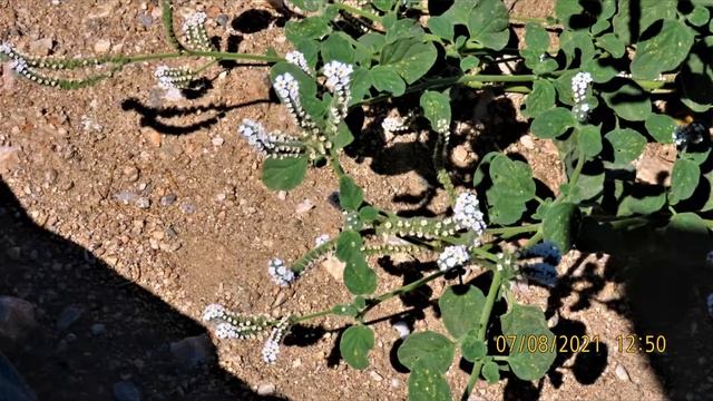 Heliotropium europaeum European heliotrope European turn-sole Greece by Theo смотреть онлайн