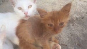 Живодеры издевались над котёнком, я забрала и вот что произошло спустя 2 недели?