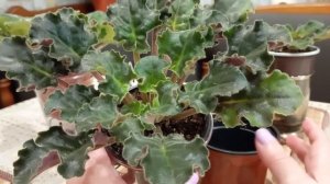 Для новичков!!! Горшочки для фиалок, какие применять #ЮлияМанькова#цветывдоме #фиалки