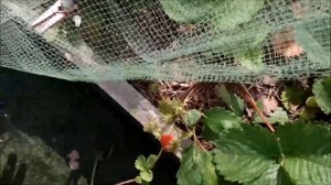 Клубника  в вертикальных и горизонтальных трубах