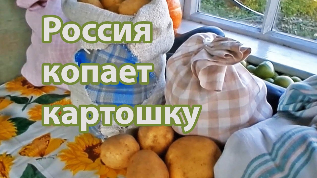 Россия копает картошку.mp4