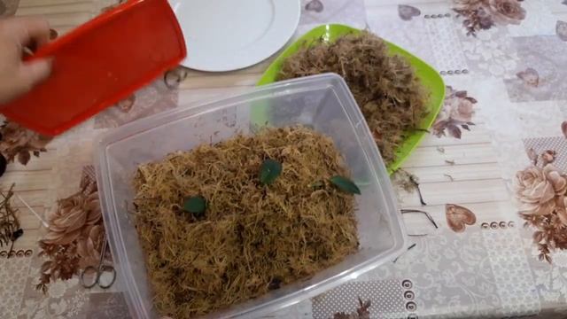 Посадка деток Орхидеи в ТЕПЛИЦУ и в МОХ С КОРОЙ