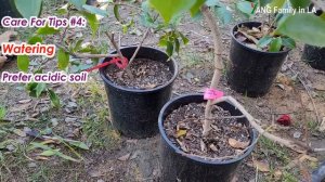 How to Grow and Care for Camellias in Pots | Potted Camellias Planting tips (如何种植和养护盆栽山茶花)