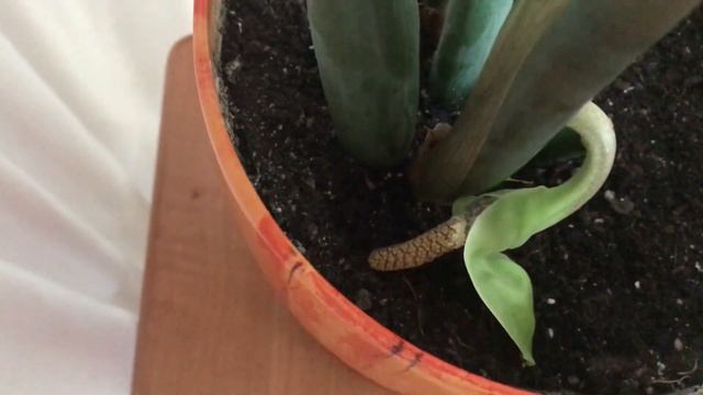 Ура, у меня расцвело долларовое дерево! смотреть онлайн