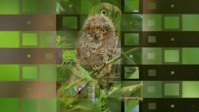Сплюшка - Otus scops *** Пение сплюшки *** Пение птиц смотреть онлайн