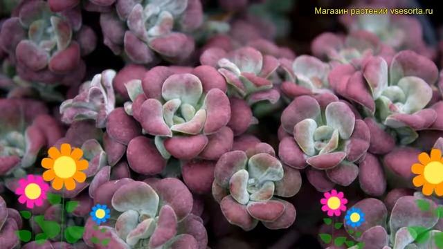 Очиток лопатчатолистный Пурпуреум. Краткий обзор, описание sedum spathulifolium Purpureum смотреть онлайн