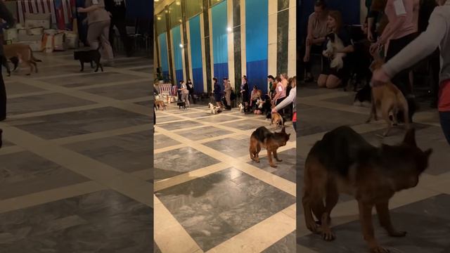 Количество юниоров🙈Бест юниоров🥰, выставка «Кубок Ярославля» #tttt #cane #канекорсо #canecorso смотреть онлайн