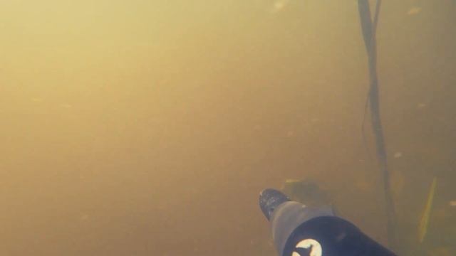 Речка, Язь 1 кг, ВИДЕО смотреть онлайн