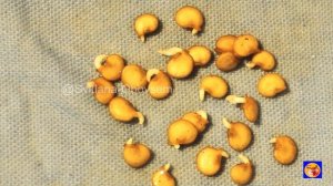 В ЯНВАРЕ-ФЕВРАЛЕ СЕЮ СЛАДКИЙ ПЕРЕЦ НА РАССАДУ ТОЛЬКО ТАКИМ СПОСОБОМ.РАССАДА РАСТЕТ ОБАЛДЕННАЯ!