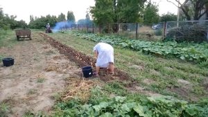 копаем картошку самодельным мини трактором