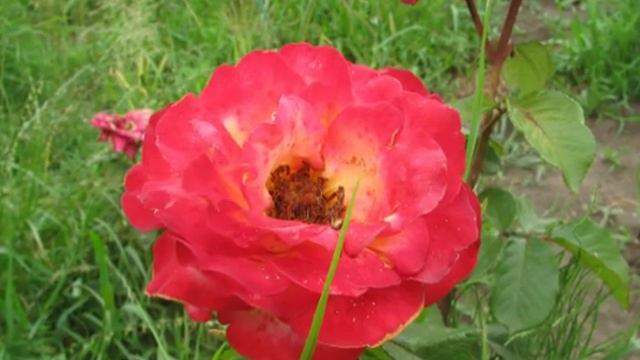 сад поселение христиан смотреть онлайн