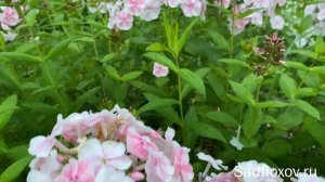 Флокс Алиса Фрейндлих в моем саду