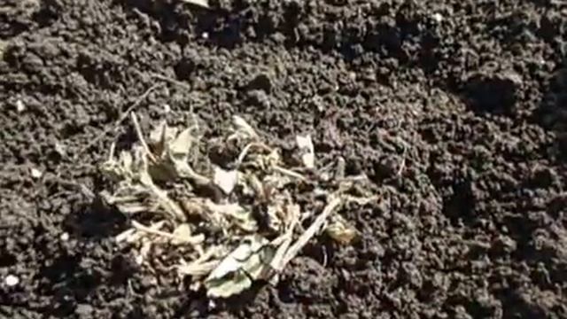 ЧЕМ НУЖНО ПОДКОРМИТЬ КЛУБНИКУ В АПРЕЛЕ Видеоурок Ольги Черновой 4 апреля 2017 года смотреть онлайн