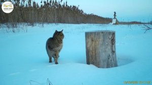 Приоткрывая заповедные двери… «Котопень»