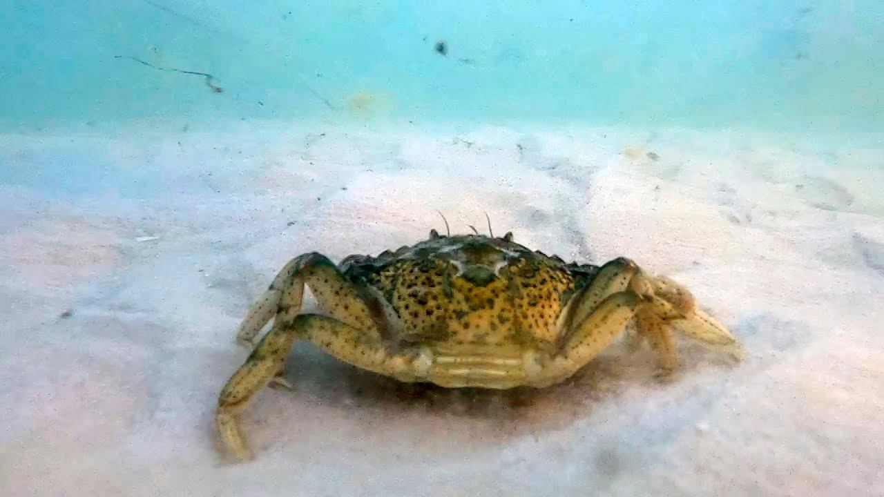 Краб на дне Черного моря в сильный шторм смотреть онлайн