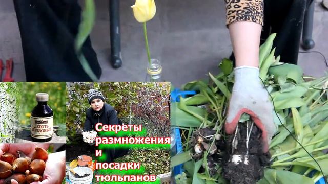 Тюльпаны отцвели. Что делать дальше?