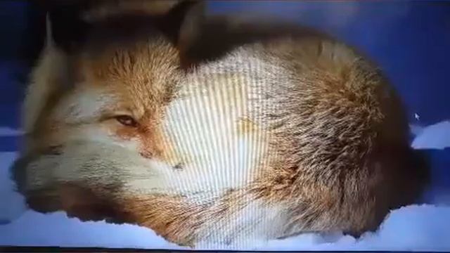 Зачем лисе нужен хвост? смотреть онлайн