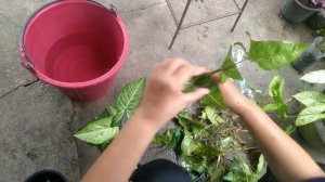 Syngonium is propagated in recycled water bottles.