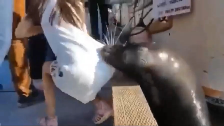 Животные атакуют людей - полная жесть! смотреть онлайн