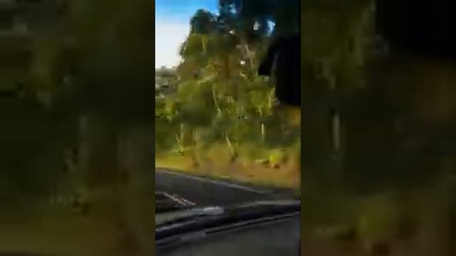 Змея отправилась в путешествие на лобовом стекле смотреть онлайн