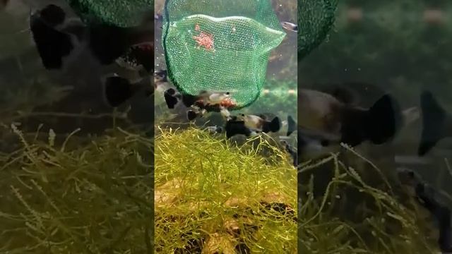 #Новые#Рыбки#Гуппи#Гуппи#Монахи черные#Кормим рыбок#РазведениеГуппи#Аквариумистика#Shorts смотреть онлайн