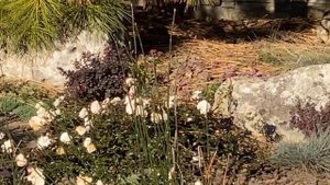 почвопокровные растения для склонов