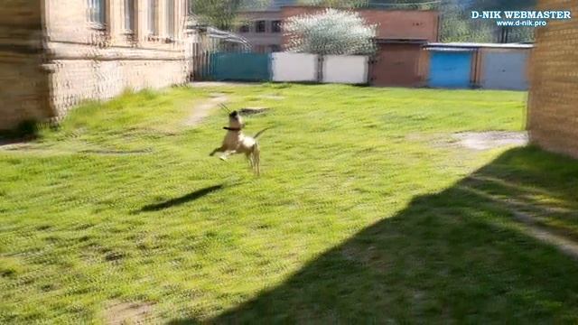 Метис стаффа Герда: Волонтеры спасли собаку от неминуемой смерти смотреть онлайн