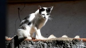 ЗВУК КОТОВ - КАК МЯУКАЕТ KОШКА - МАЛЕНЬКИЕ КОТЯТА. ДОМАШНИЕ ЖИВОТНЫЕ. Котята мяукают ???