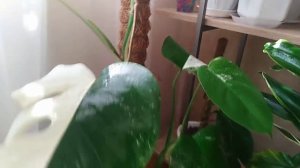 Сидим дома . Обзор больших комнатных растений.