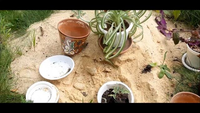 ✅ Хлорофитум Грин Оранж. От посева семян до всходов в одном видео ! смотреть онлайн