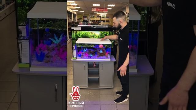 Мастер-класс по запуску детского аквариума? для зоогипермаркета «Красный кролик» смотреть онлайн