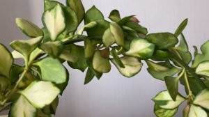 Hoya heuschkeliana variegata- мелколистная